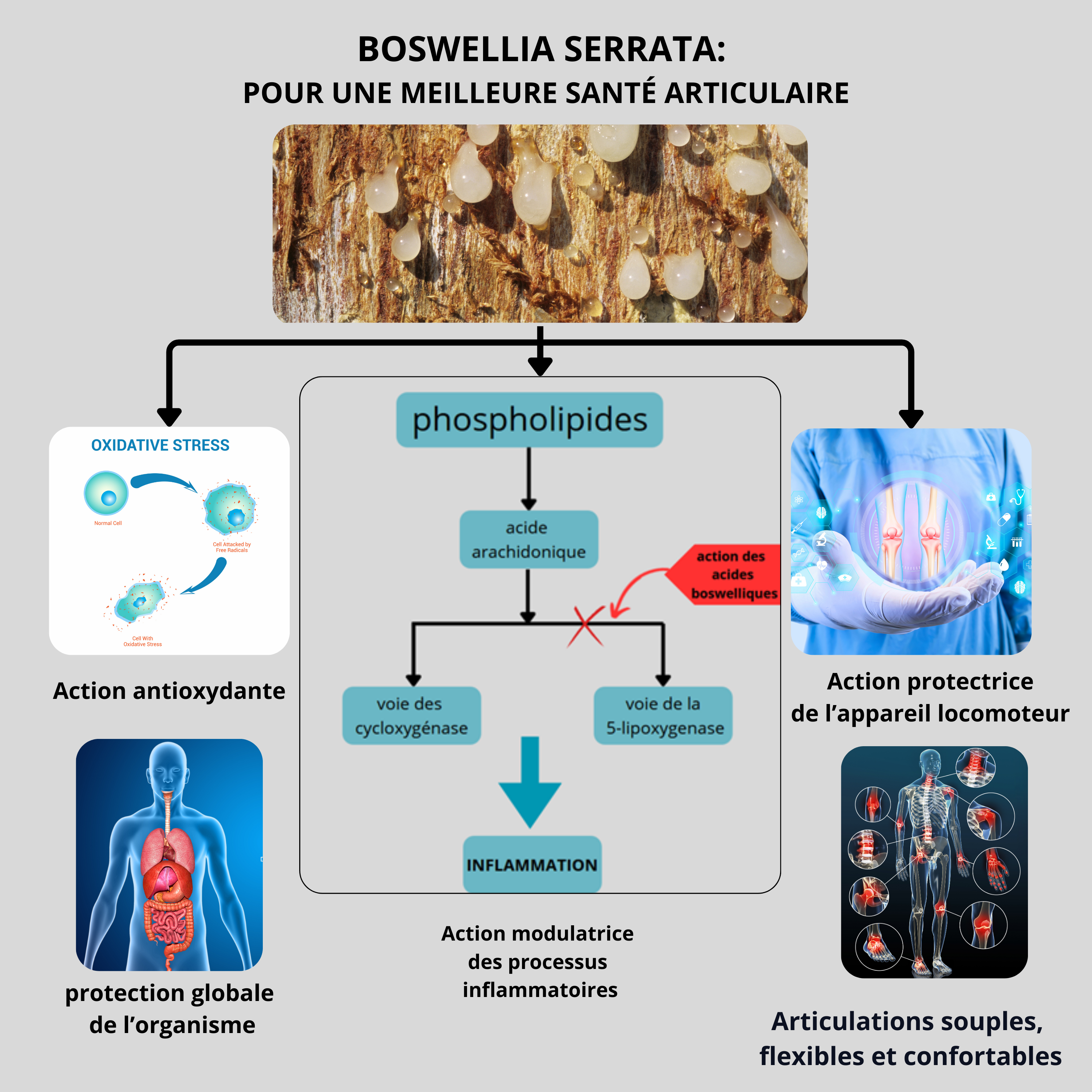 Boswellia serrata, pour une meilleure santé articualire